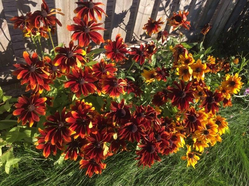 Blomster. Foto: Kjersti Sørmoen Håland