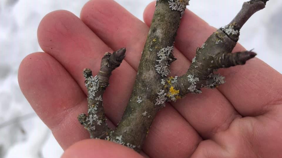 Blomsterknopp Foto: Ane Aanerud Grøndahl