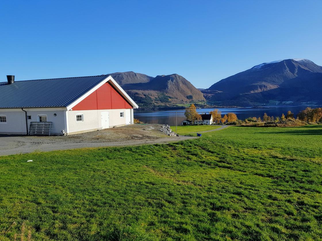 Nytt fjøs med robotdrift, melking