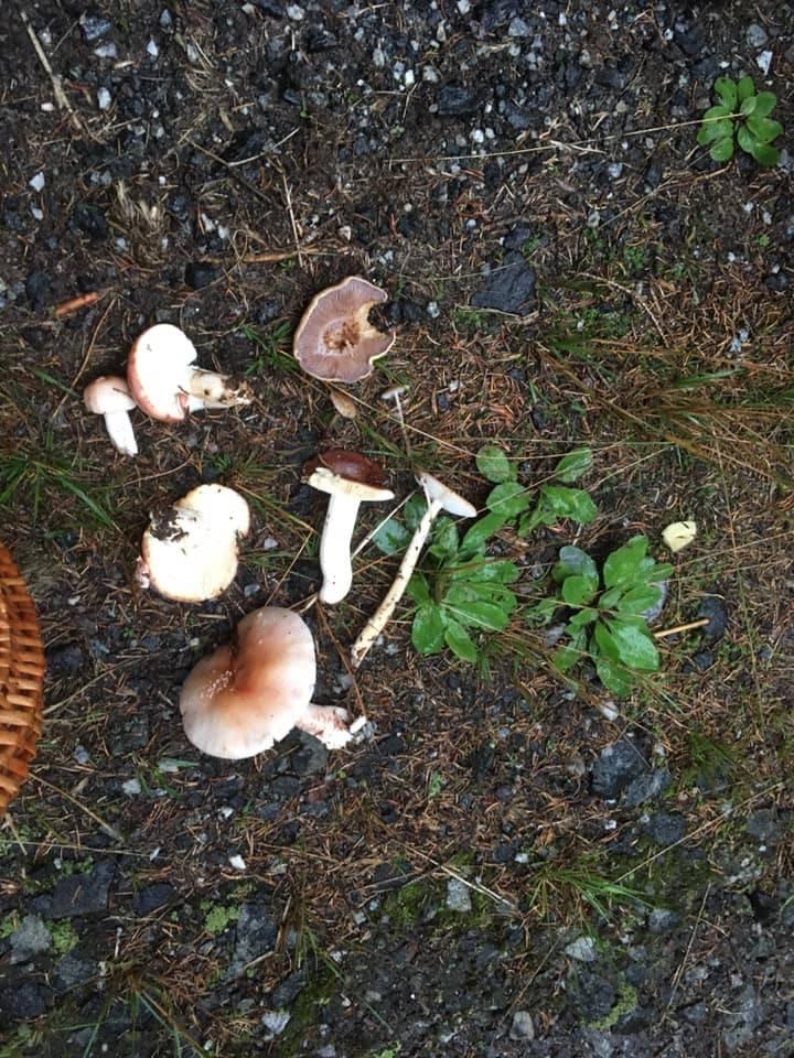 De første soppene vi fant