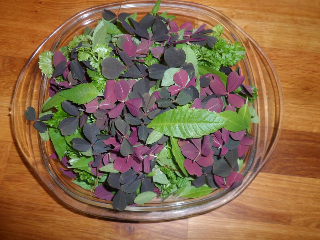 Fikk med oss urter hjem og nå skal mye av det tørkes for senere bruk!  Det ser jo lekkert ut!