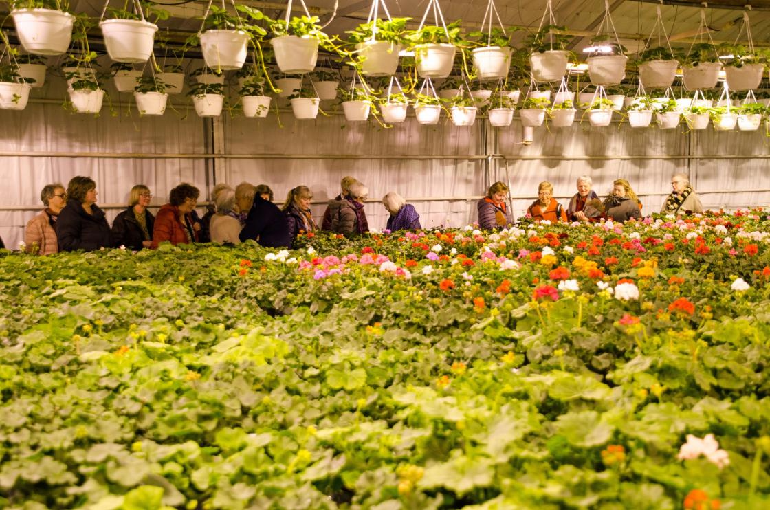 Her bugner det av sommerblomster og jordbær i ampler