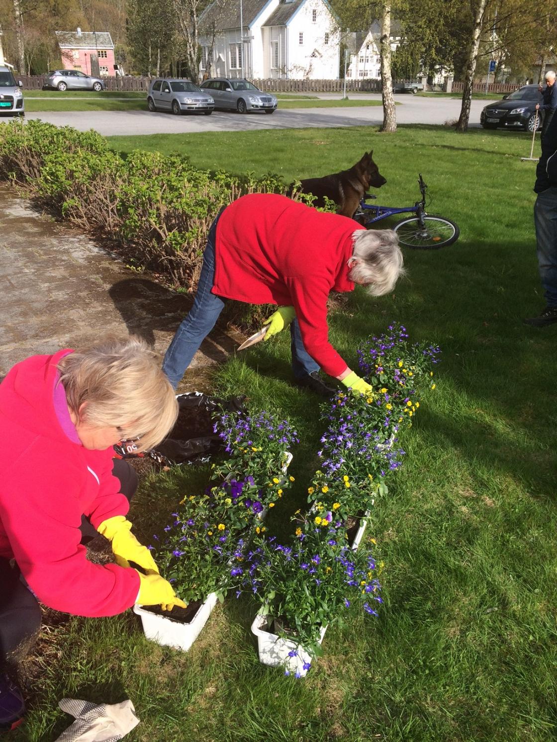 Blomsterkassene blir klare.