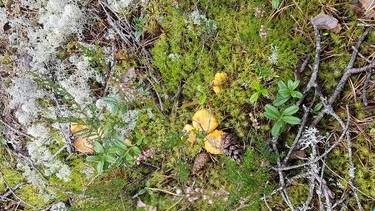 Kantarellen prøver å gjemme seg (Foto: Bente Saghaugen)