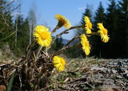 Hestehov - håp om vår!
