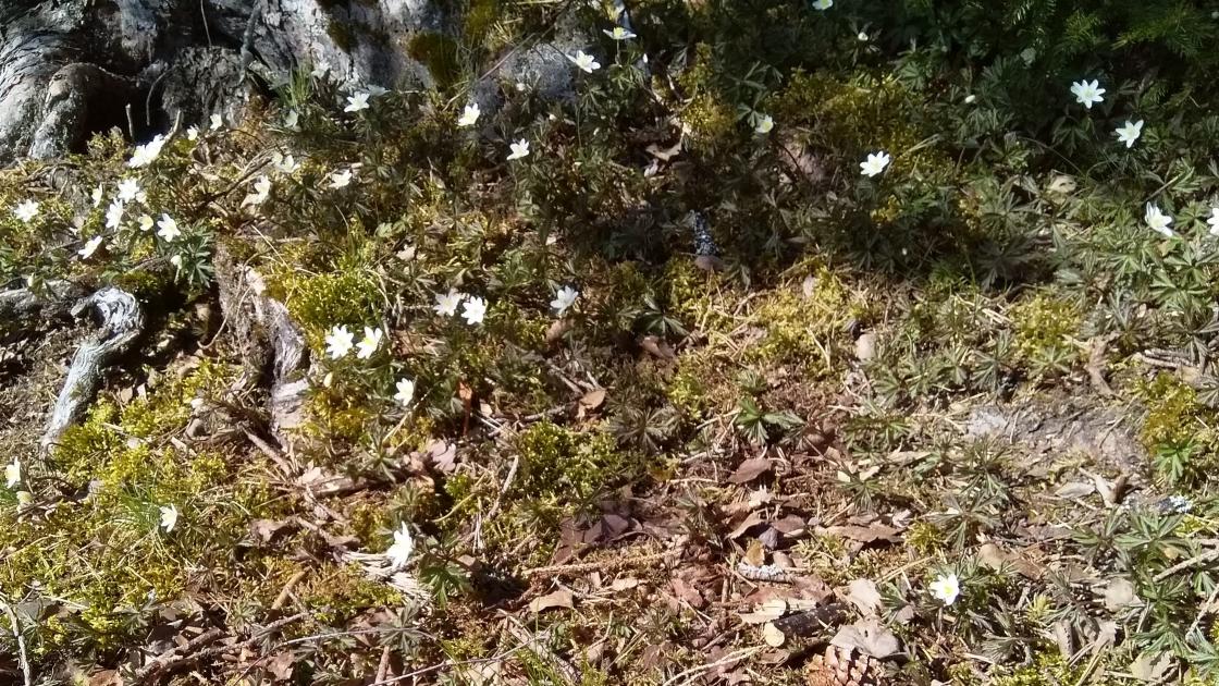 Hvitveis - turens hoveattraksjon