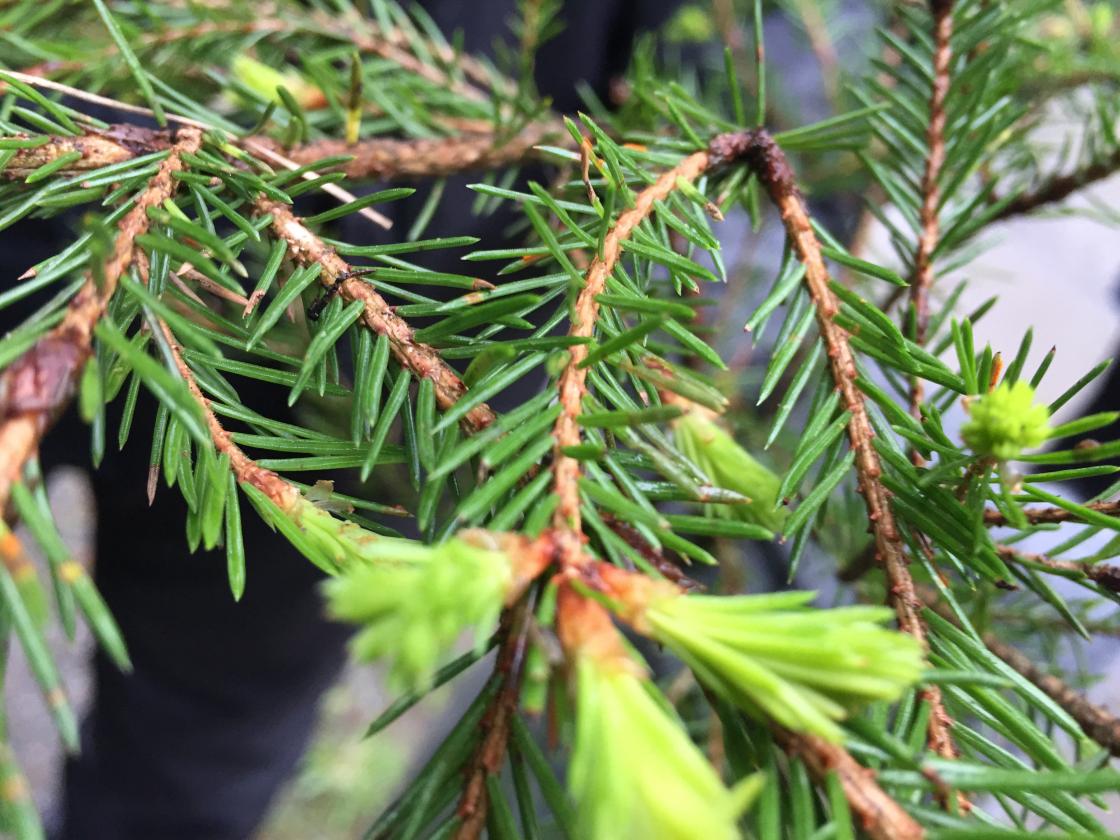 Alle kongepokalene hos Th. Marthinsens sølvvarefabrikk lages for hånd. Her trengs et godt håndlag. Blir det for mye varme, faller pokalen sammen. Foto: Helle Cecilie Berger.