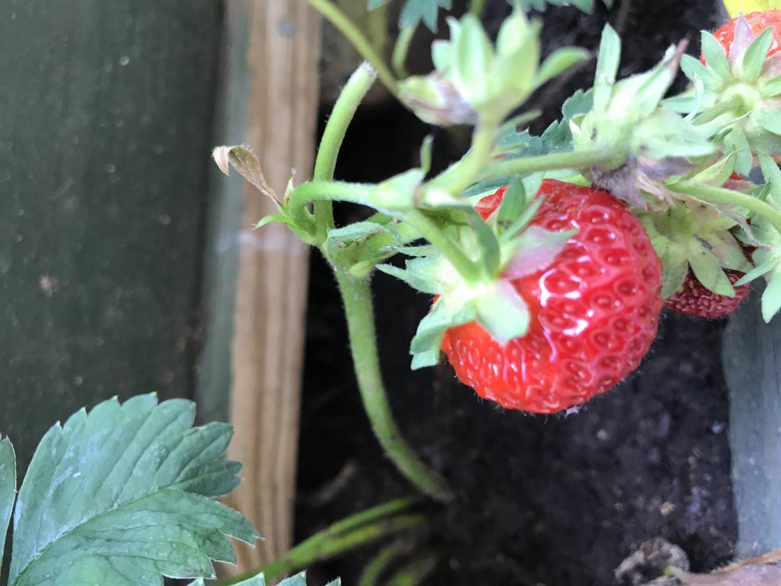 Ei søt, lita jordbær!