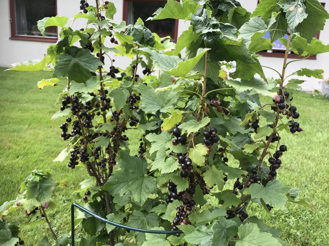 Solbæra var kjempefin i år.