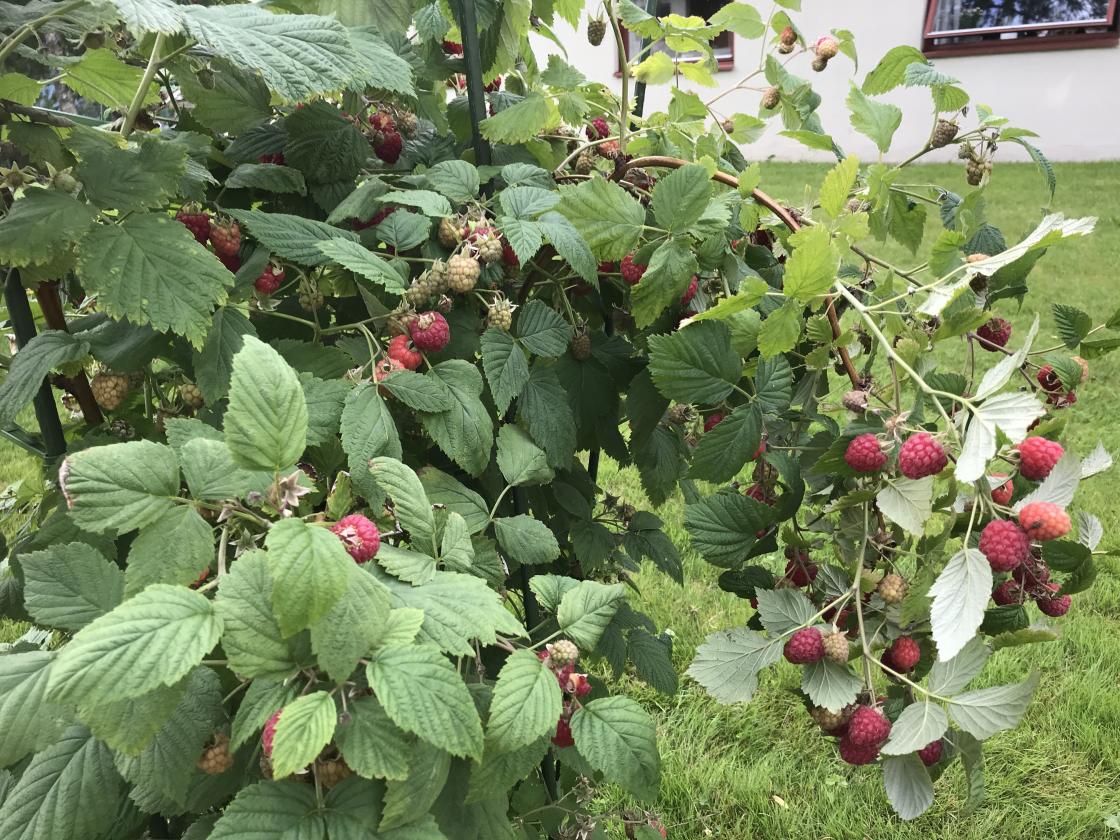 Rikeleg med gode bringebær!