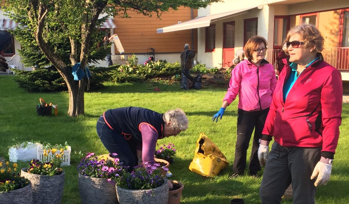 Planting i krukker klar til 17. mai