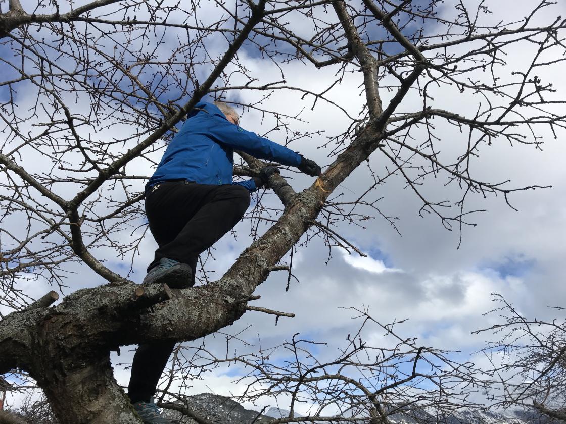 Oddbjørn prøvde seg i høgda og saga av ei stor grein!