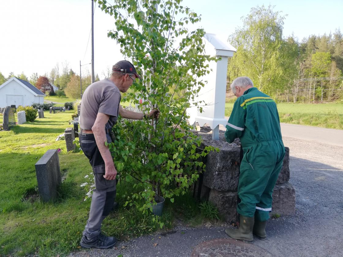 Jan Kalager og Alf Harlem tar seg av bjørkene ved kirken