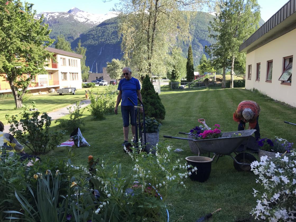 Oddbjørn er trufast i dugnadsgjengen,- her planting av hortensia.