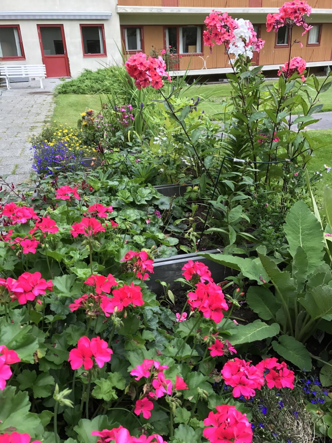 Sommerblomster