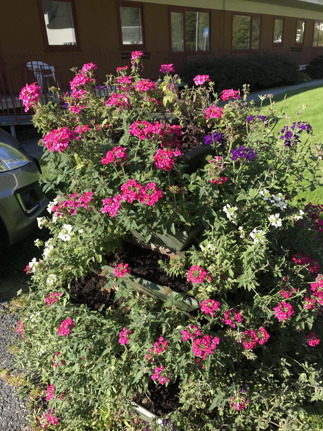 Flotte verbena i pyramiden