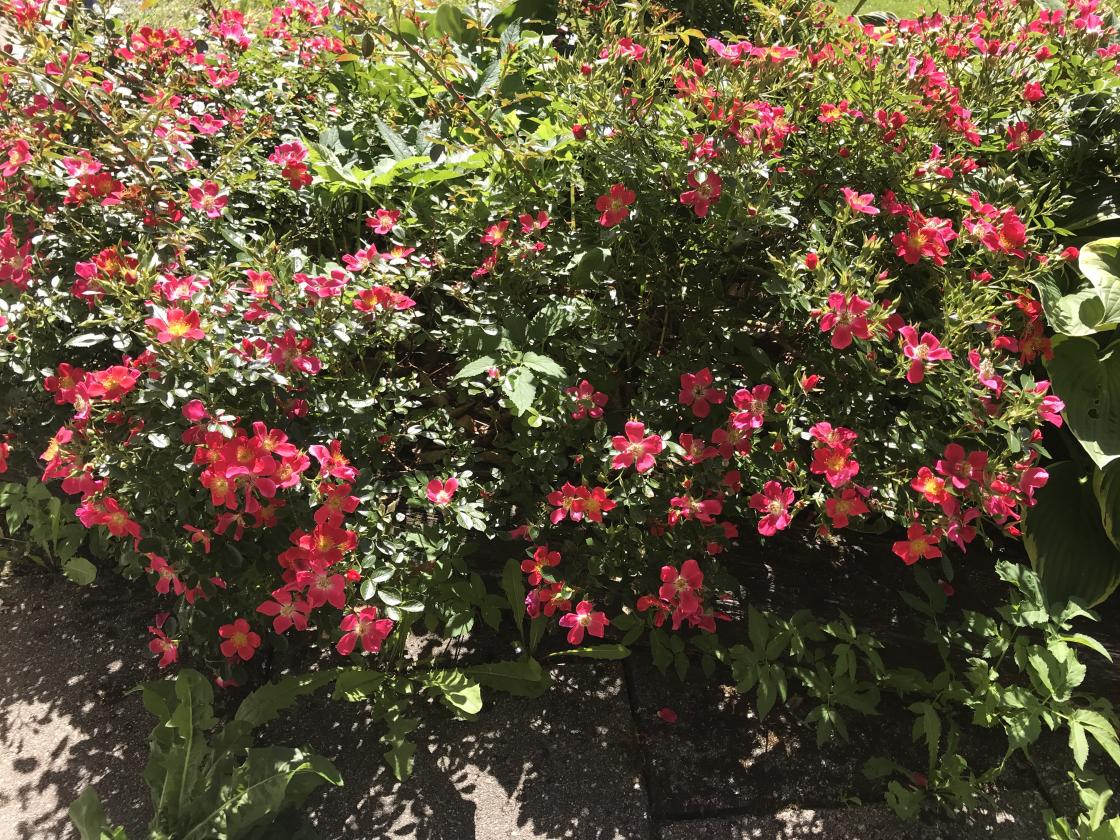 Kryprosa klarer seg i kampen med ugraset!