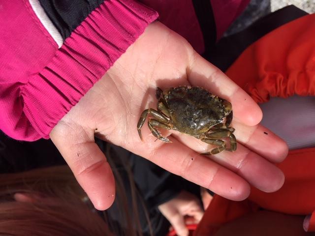 Ein fin, liten krabbe !