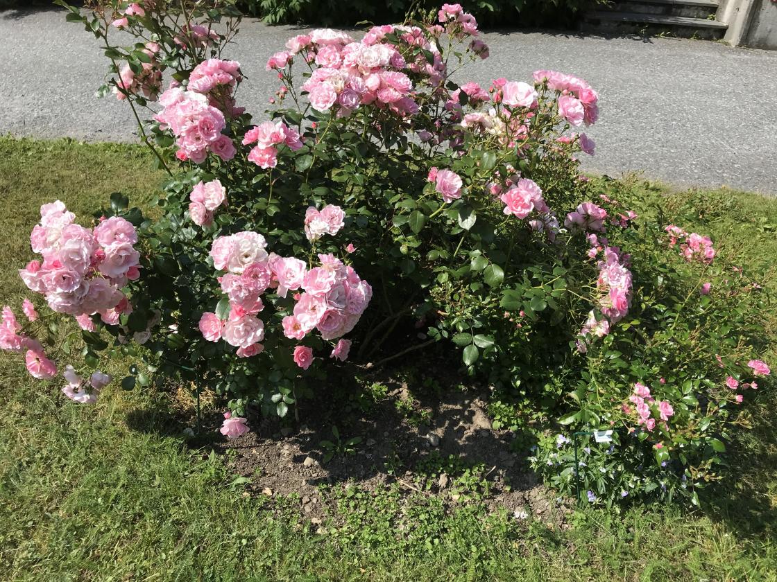 Dei rosa rosebuskene var utruleg flotte i år!