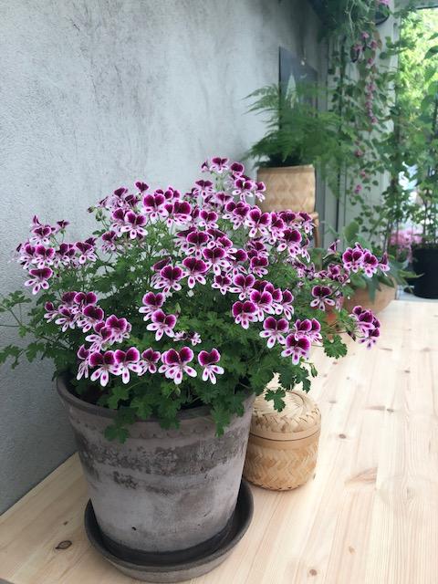 I orangerriet fant vi en flott pelargonium med duft av sitron