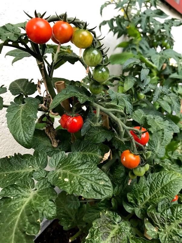 Tomatplantane var gåve frå Kari Rem.