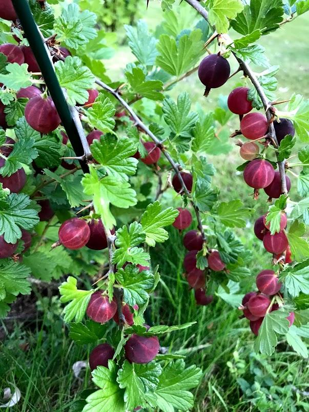 Raude stikkelsbær med bra avling.
