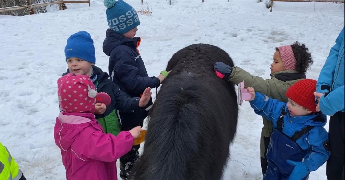 Ponnien blir børsta og får kos.