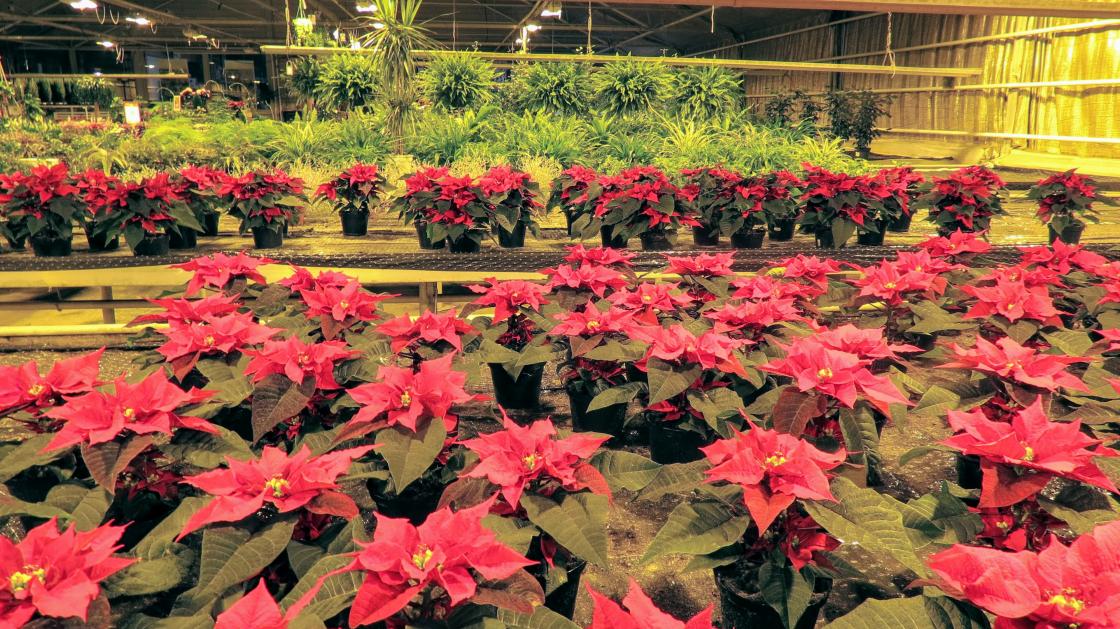 Et hav av julestjerner