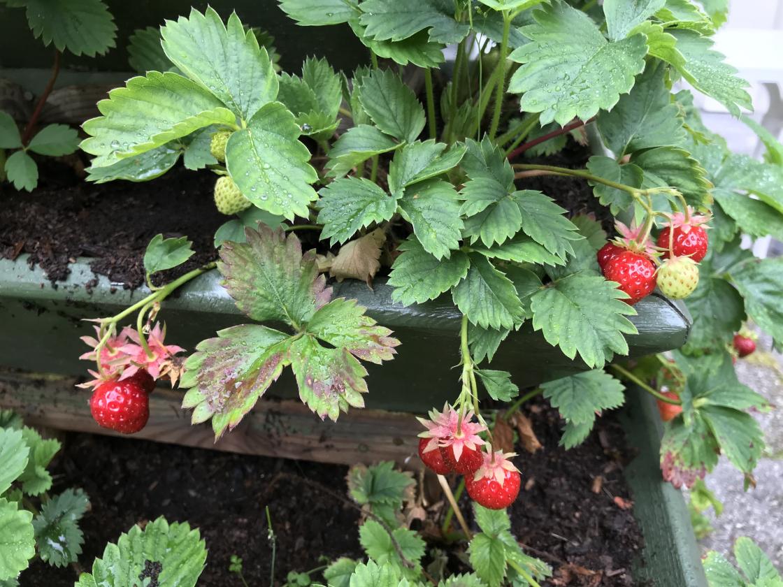 Ikkje dei største Valldalsjordbæra, men ein liten smakebit.