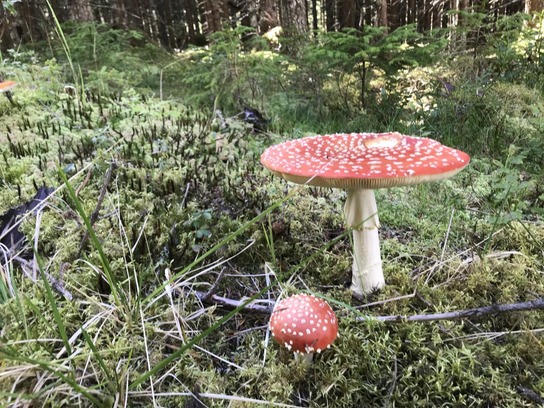 Selv om den er giftig, er den veldig vakker