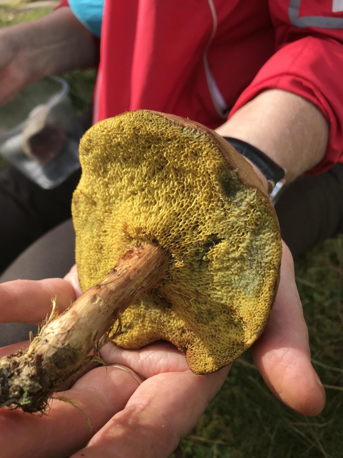 Spiselig eller ikke?