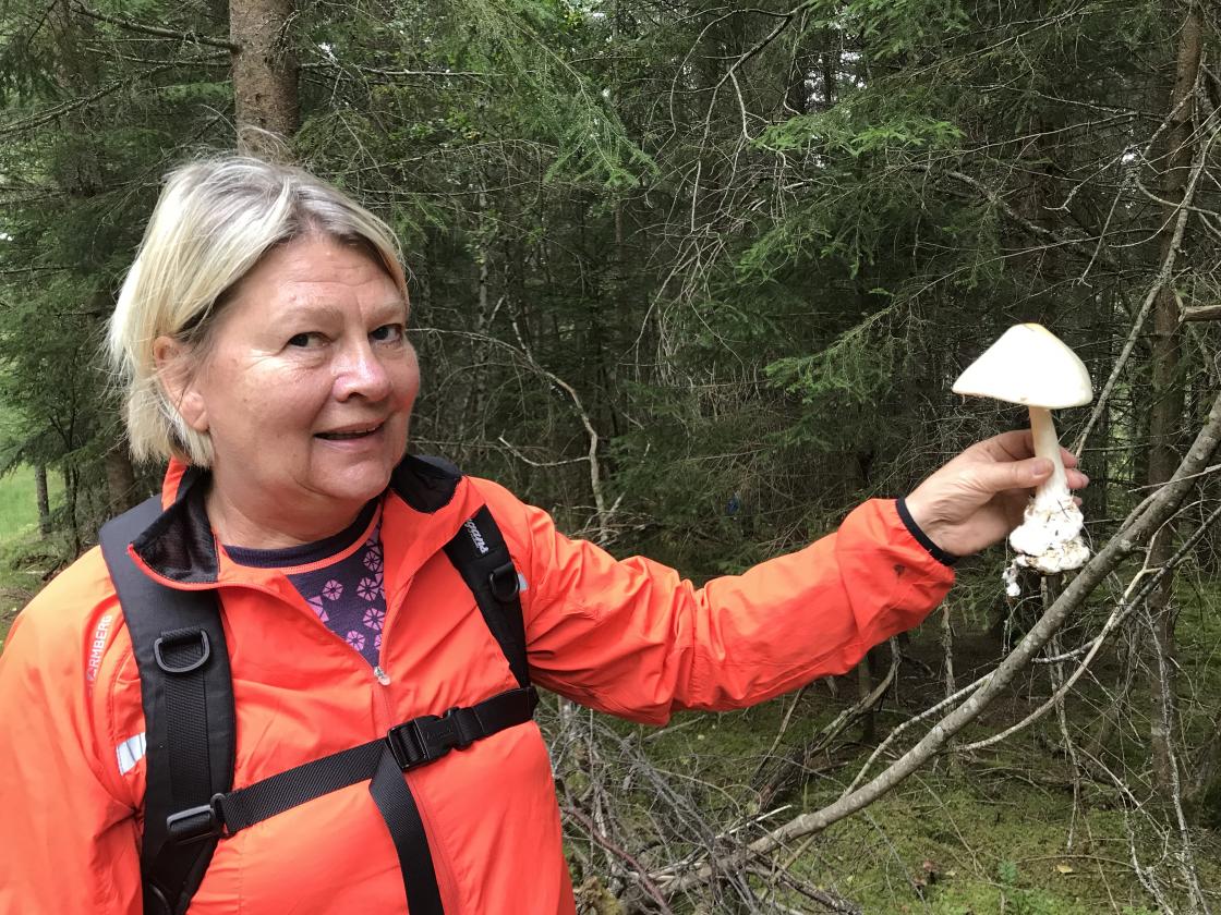 Kikki fant en hvit fluesopp, den meget giftig