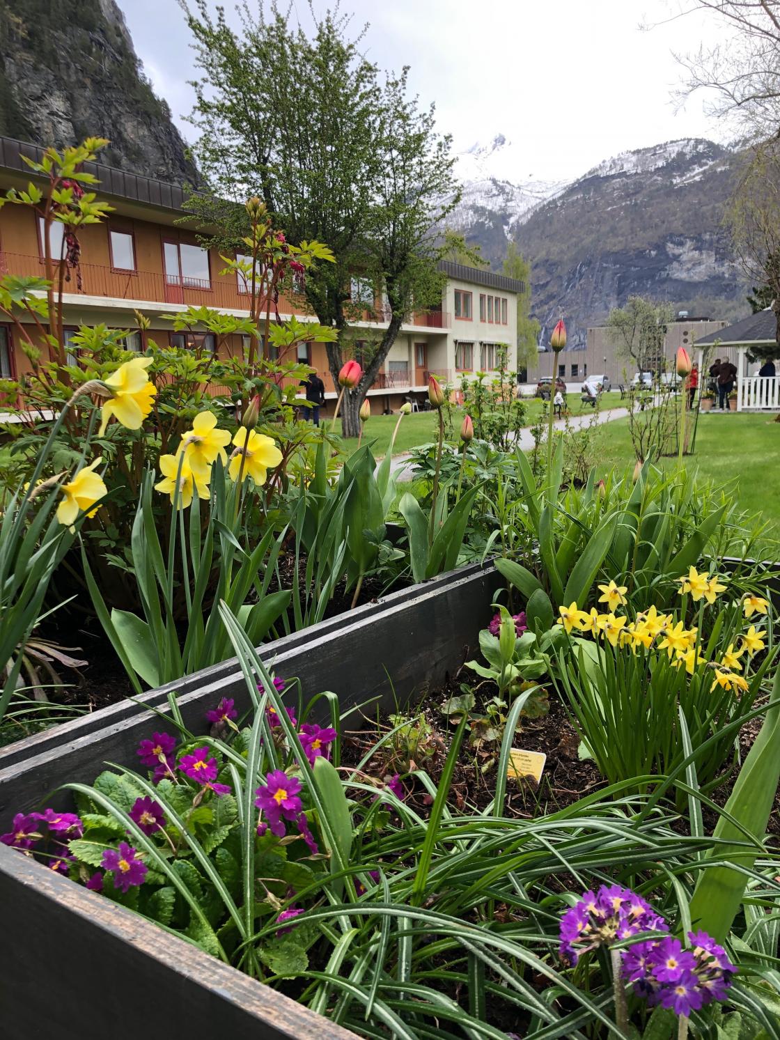 Tulipanar og liljer stod fint i blomst!