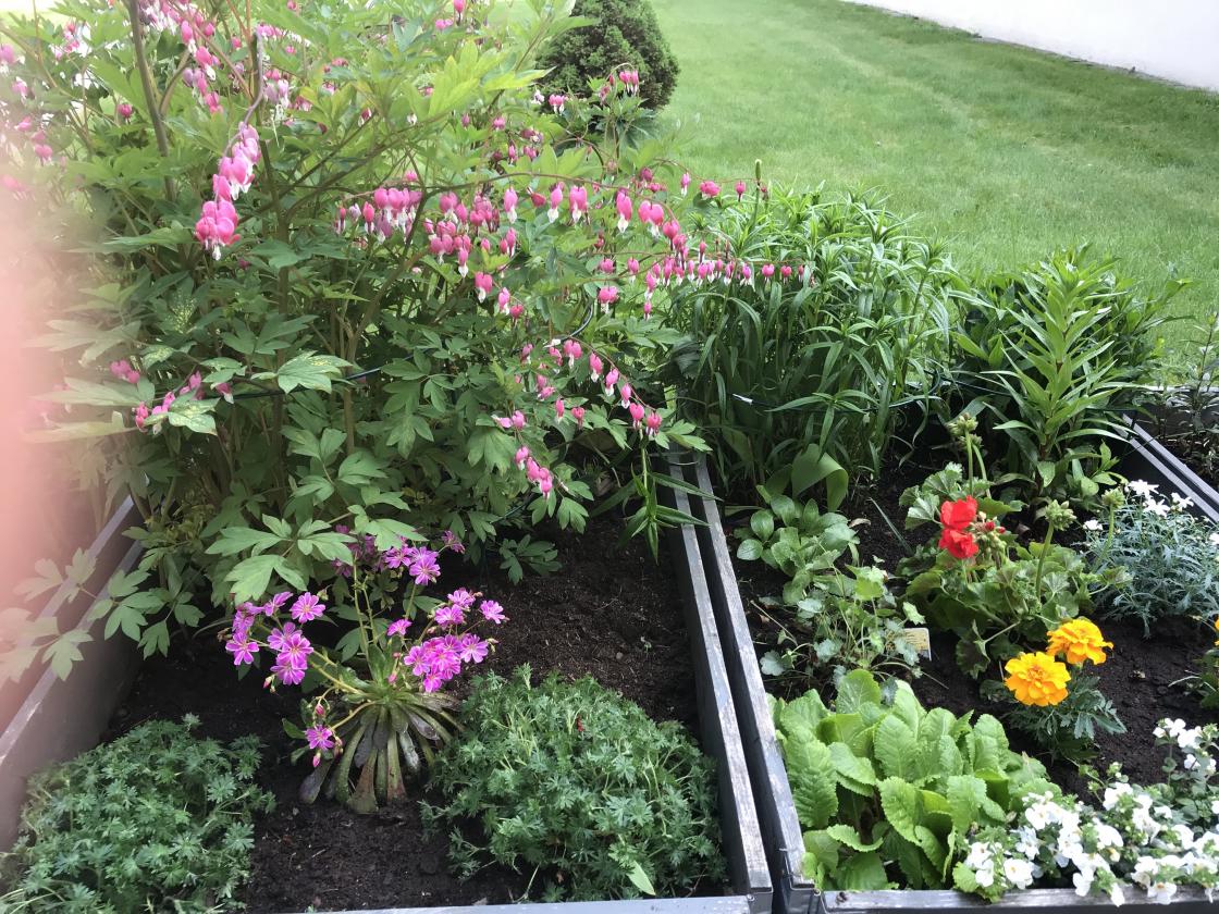 Løytnantshjerte i full blomst!