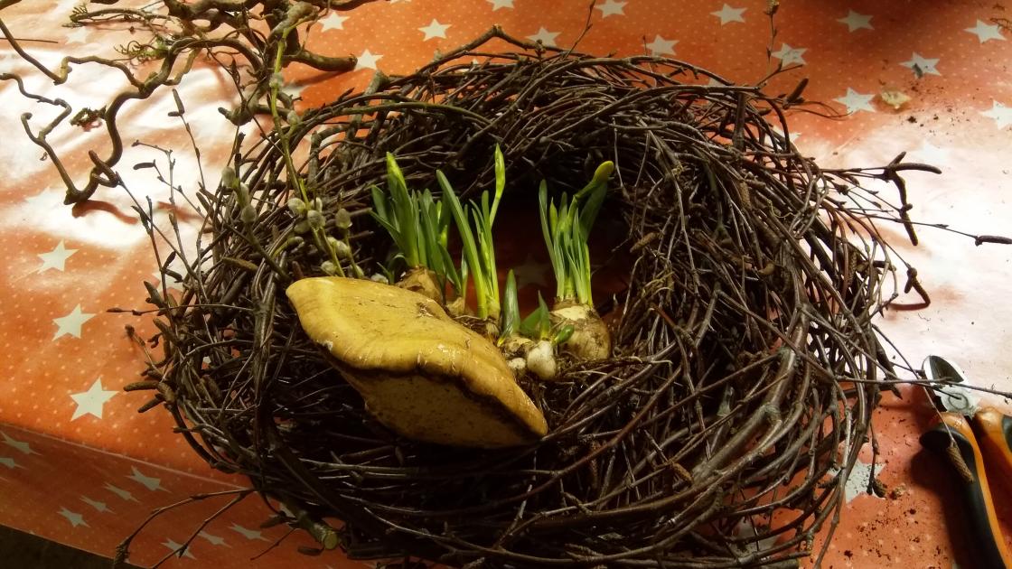 Bjørkekvister, løkblomster og kjuke
