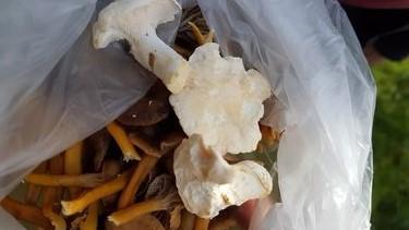 Traktkantarell og piggsopp (Foto: Bente Saghaugen)