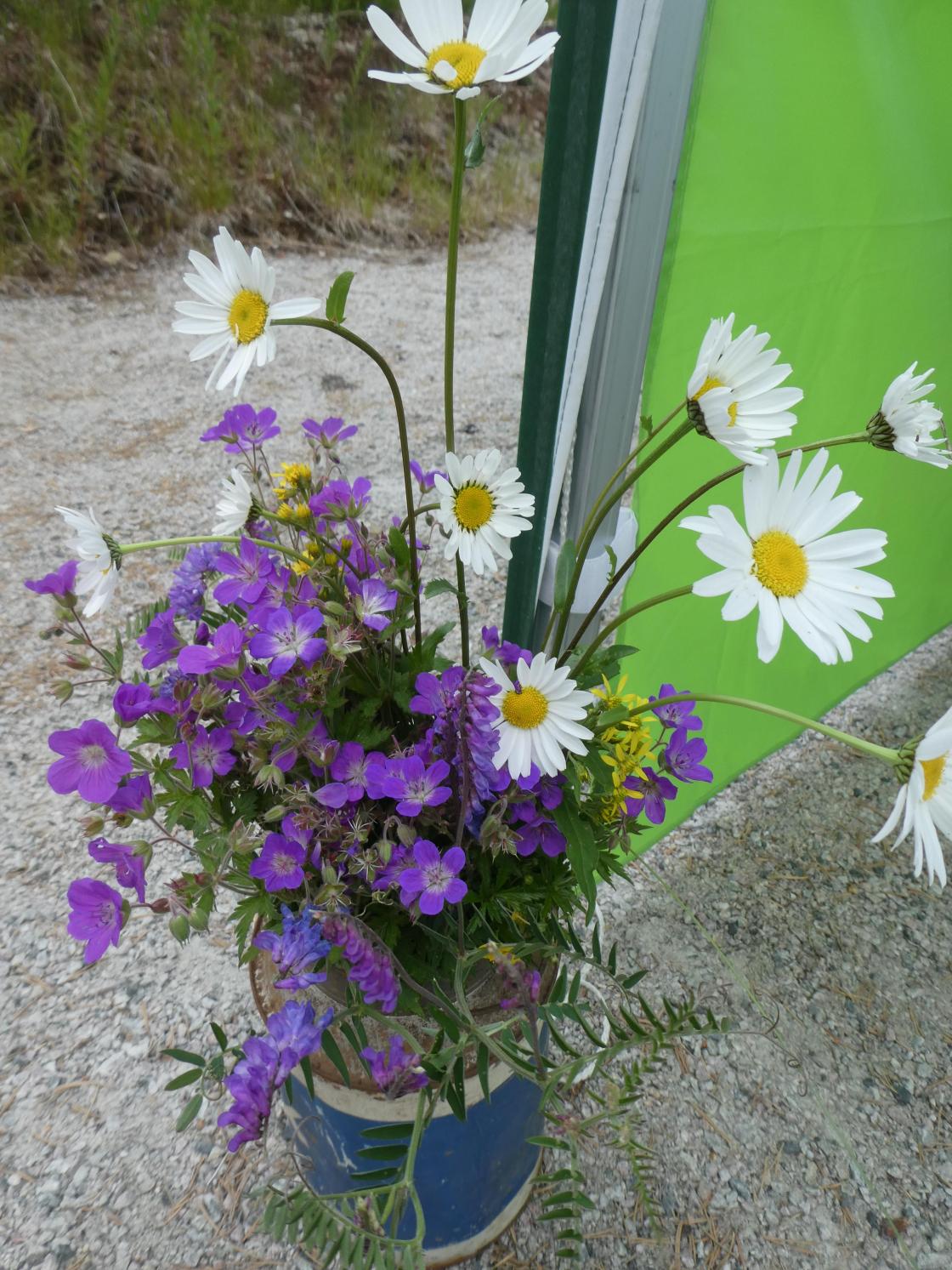 Nydelige markblomster å pynte med.