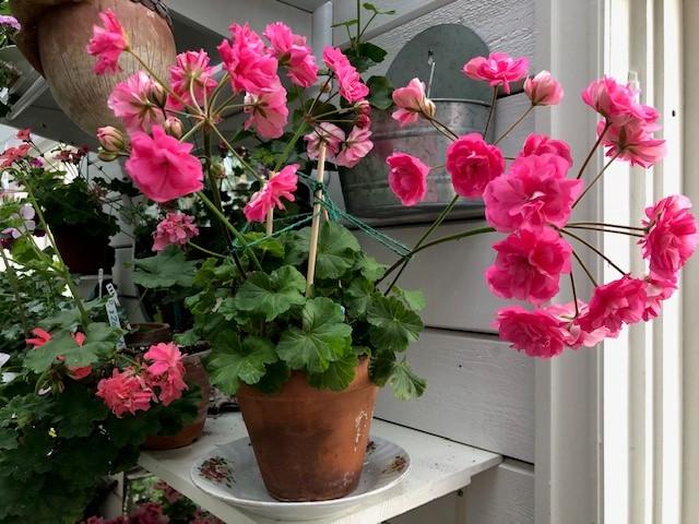 Selvlaget pelargonia