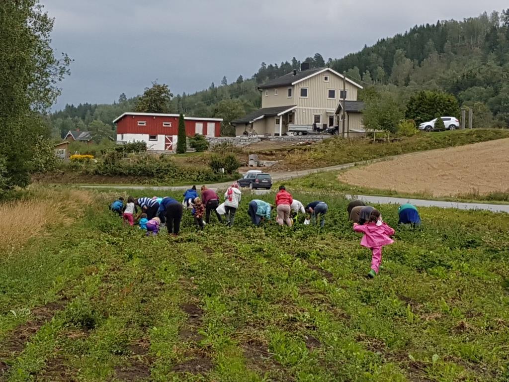 Potetopptaking - helt manuelt