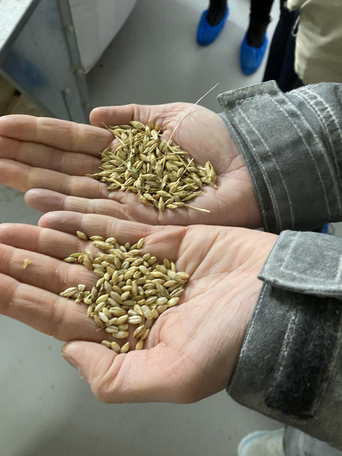 Renset og urenset korn