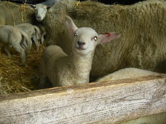 Sømna. Rakel Ellingsen. Godsnakking med lammene.