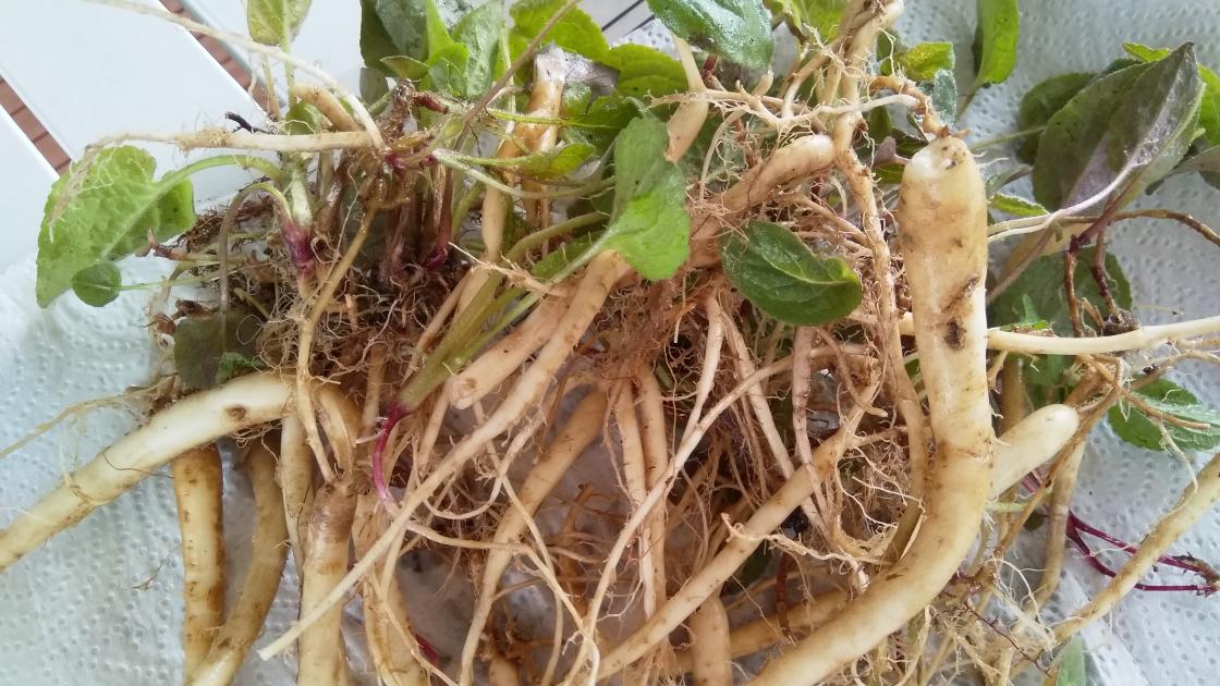 Rotstengler hos ugrasklokke