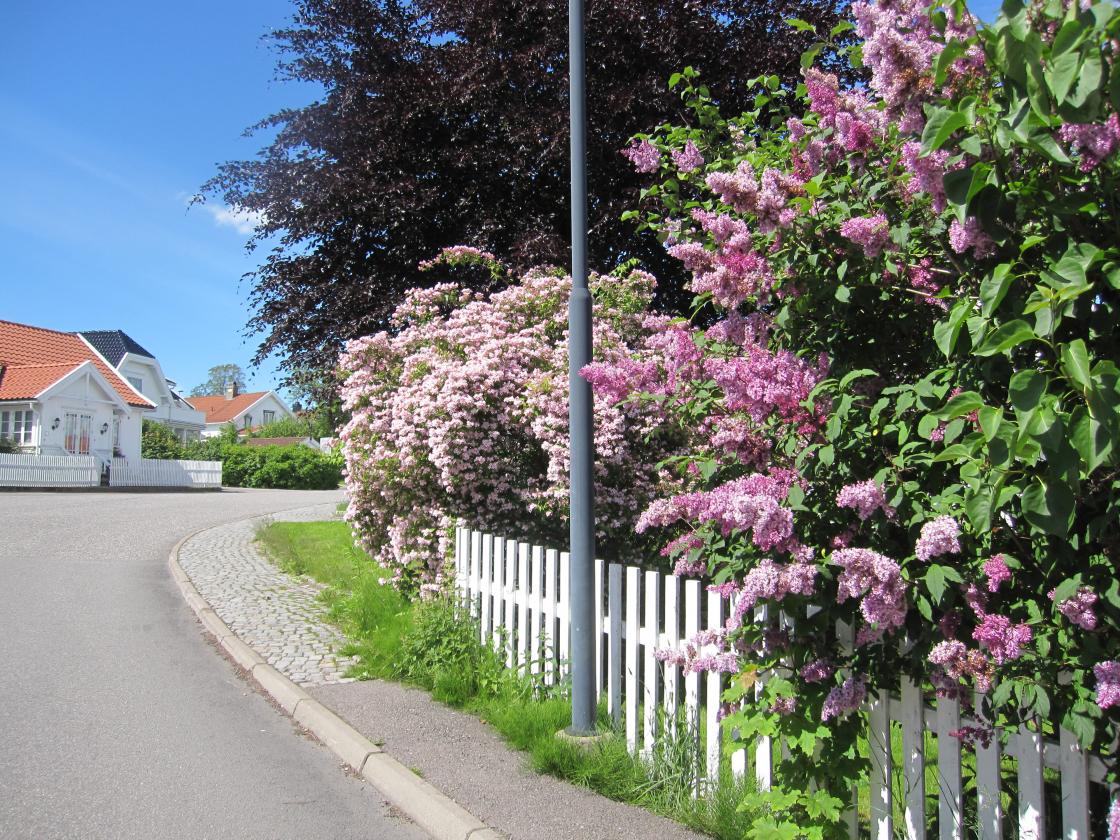 Vakker blomstring i Åsgårdstrand