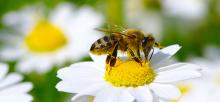 Bier og pollinering