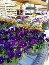 Stemorsblomster
