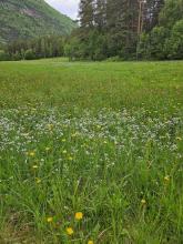 Bilete av sommareng, gras og blomar