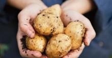 En håndfull poteter