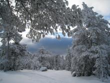 Nyt julefreden både med og utan snø. Foto: Rønnaug Børresen. 