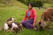 Catarina Sebastian Marcos, og hennes griser. Catarina er 24 år gammel og en del av arbeidet til kvinneorganisasjonen AMEDPIK. AMEDPIK får støtte fra Utviklingsfondet og ASOCUCH for å hjelpe kvinner på landsbygden. Catarina har fått et mikrolån som hun brukte til å kjøpe en gris, en investering som mangedoblet seg på kort tid. De nye husdyrene betyr mye for henne i et samfunn der kvinnene ikke eier stort og ikke har store sjansene til å skaffe et selvstendig livsgrunnlag.