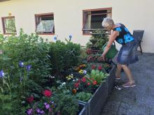 Bodil jobba som ein helt med planting, rydding, luking og vatning !